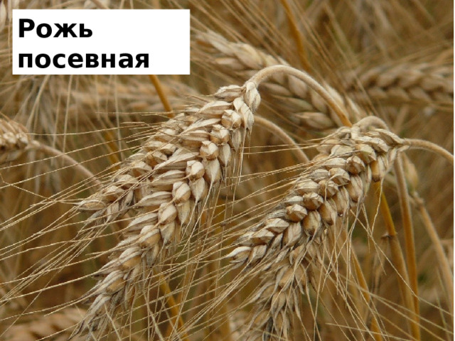 Рожь посевная 