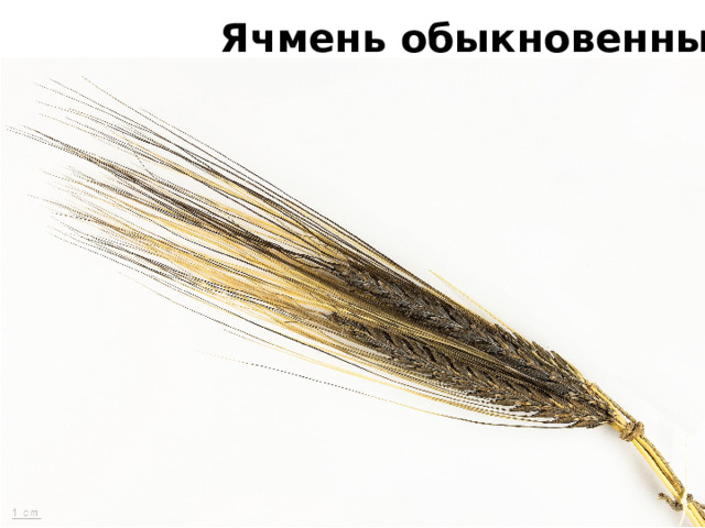 Ячмень обыкновенный 