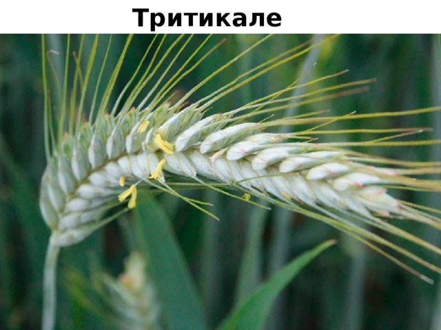 Тритикале 