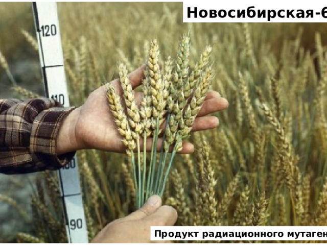 Новосибирская-67 Продукт радиационного мутагенеза 