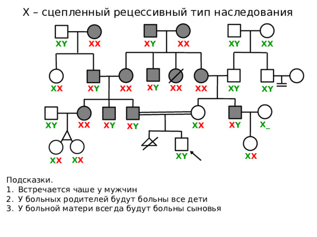 Х – сцепленный рецессивный тип наследования ХX ХX ХY ХX ХY Х Y Х Y ХX ХY Х Y Х X ХX ХX ХY Х_ ХX Х Y Х Y ХY Х X Х Y Х X ХY Х X Х X Подсказки. Встречается чаше у мужчин У больных родителей будут больны все дети У больной матери всегда будут больны сыновья 