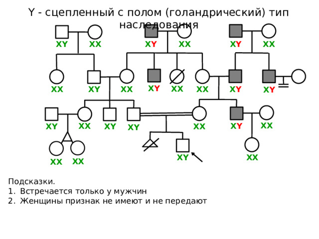 Y - сцепленный с полом (голандрический) тип наследования ХX ХX ХY ХX Х Y Х Y Х Y ХX Х Y ХY ХX ХX ХX Х Y ХХ ХX Х Y ХY ХY ХX ХY ХX ХY ХX ХX Подсказки. Встречается только у мужчин Женщины признак не имеют и не передают 