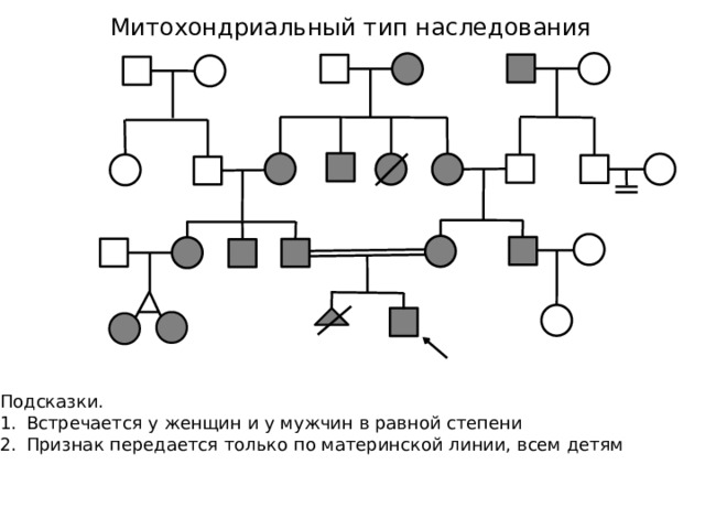 Митохондриальный тип наследования Подсказки. Встречается у женщин и у мужчин в равной степени Признак передается только по материнской линии, всем детям 