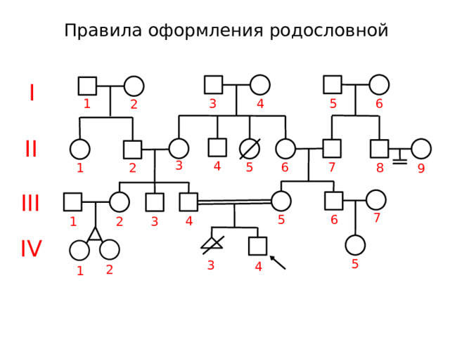 Правила оформления родословной I 5 4 3 6 1 2 II 3 4 6 5 7 2 8 1 9 III 7 6 5 4 2 1 3 IV 5 3 4 2 1 