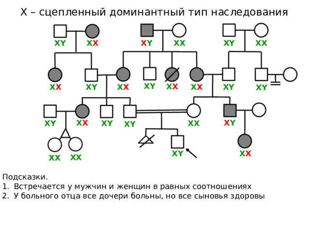 Х – сцепленный доминантный тип наследования ХX Х X ХY ХX ХY Х Y ХY Х X ХY ХY Х X Х X Х X ХY Х X Х Y ХX ХY ХY ХY ХY Х X ХX ХX Подсказки. Встречается у мужчин и женщин в равных соотношениях У больного отца все дочери больны, но все сыновья здоровы 