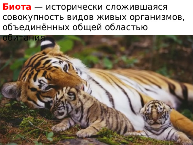 Биота — исторически сложившаяся совокупность видов живых организмов, объединённых общей областью обитания 