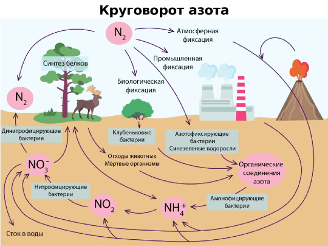 Круговорот азота 