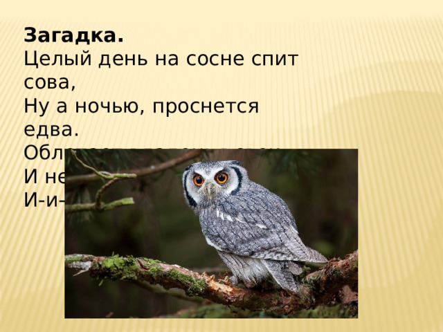 Загадка. Целый день на сосне спит сова,  Ну а ночью, проснется едва.  Облетает владенья свои.  И негромко кричит: «Ух-ух! И-и-и». 
