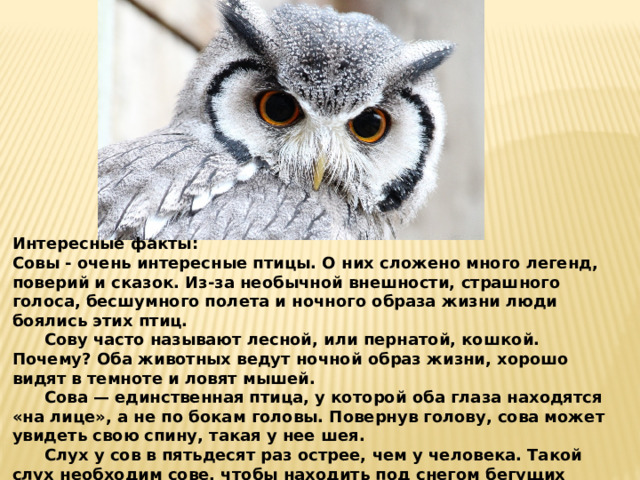 Интересные факты: Совы - очень интересные птицы. О них сложено много легенд, поверий и сказок. Из-за необычной внешности, страшного голоса, бесшумного полета и ночного образа жизни люди боялись этих птиц.  Сову часто называют лесной, или пернатой, кошкой. Почему? Оба животных ведут ночной образ жизни, хорошо видят в темноте и ловят мышей.  Сова — единственная птица, у которой оба глаза находятся «на лице», а не по бокам головы. Повернув голову, сова может увидеть свою спину, такая у нее шея.  Слух у сов в пятьдесят раз острее, чем у человека. Такой слух необходим сове, чтобы находить под снегом бегущих мышей. Ученые подсчитали, что одна сова уничтожает за год в среднем 1000-1200 мышей. Это значит, она спасает около тонны хлеба, то есть столько, сколько за год съедает примерно 10-11 человек. 