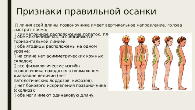 Признаки правильной осанки  линия всей длины позвоночника имеет вертикальное направление, голова смотрит прямо;   симметричное расположение лопаток, плеч, сосков;    обе ключичные кости соединяются горизонтальной линией;   обе ягодицы расположены на одном уровне;   на спине нет асимметрических кожных складок;   все физиологические изгибы позвоночника находятся в нормальном диапазоне величин (нет  патологических лордозов, кифозов);   нет бокового искривления позвоночника (сколиоз);   обе ноги имеют одинаковую длину. 