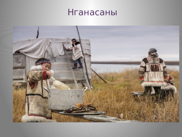 Нганасаны   