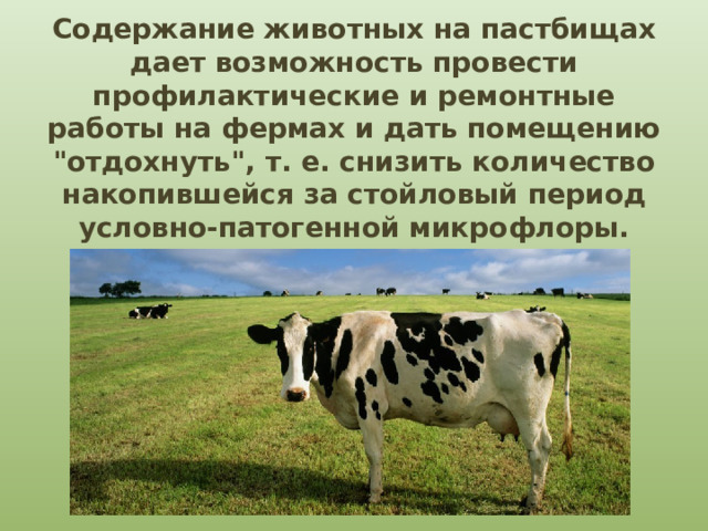 Содержание животных на пастбищах дает возможность провести профилактические и ремонтные работы на фермах и дать помещению 