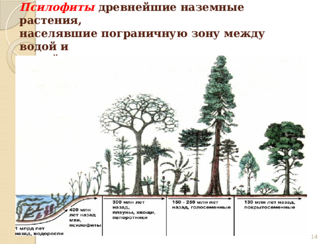Псилофиты древнейшие наземные растения,  населявшие пограничную зону между водой и  сушей.    