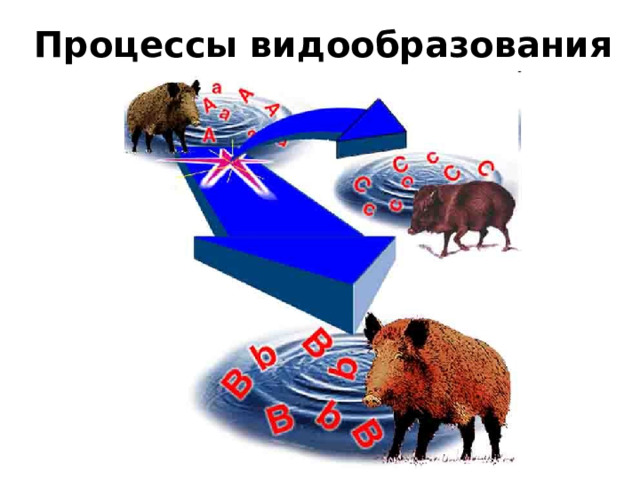 Процессы видообразования 