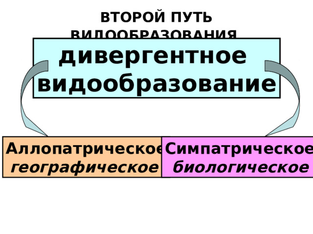 ВТОРОЙ ПУТЬ ВИДООБРАЗОВАНИЯ   дивергентное видообразование Аллопатрическое географическое Симпатрическое биологическое 