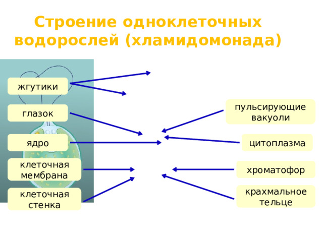 Строение одноклеточных водорослей (хламидомонада) жгутики пульсирующие вакуоли глазок ядро цитоплазма клеточная мембрана хроматофор крахмальное тельце клеточная стенка  