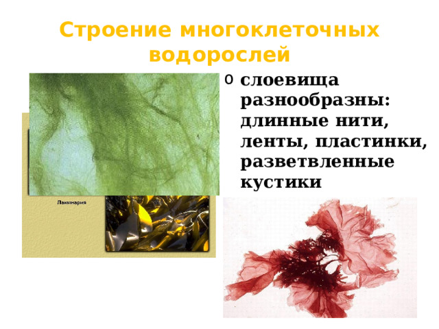 Строение многоклеточных водорослей слоевища разнообразны: длинные нити, ленты, пластинки, разветвленные кустики 