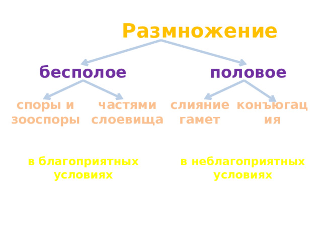 Размножение половое бесполое частями конъюгация слоевища слияние  споры и  зооспоры гамет в неблагоприятных в благоприятных условиях условиях 