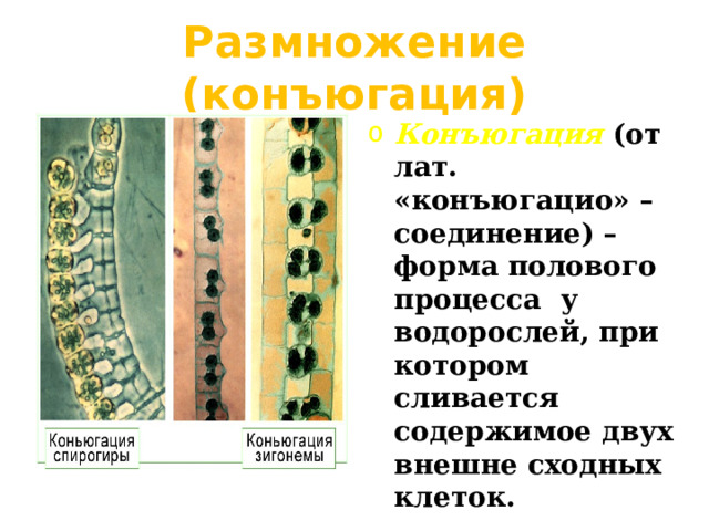 Размножение (конъюгация) Конъюгация (от лат. «конъюгацио» – соединение) – форма полового процесса у водорослей, при котором сливается содержимое двух внешне сходных клеток. 