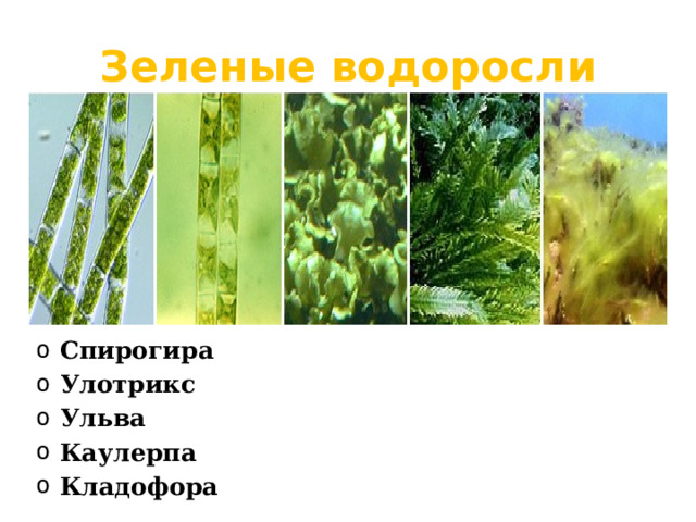 Зеленые водоросли Спирогира Улотрикс Ульва Каулерпа Кладофора 