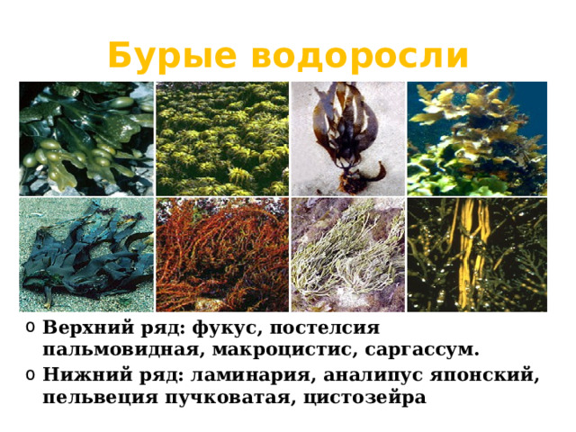 Бурые водоросли Верхний ряд: фукус, постелсия пальмовидная, макроцистис, саргассум. Нижний ряд: ламинария, аналипус японский, пельвеция пучковатая, цистозейра 