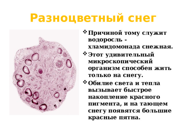 Разноцветный снег Причиной тому служит водоросль - хламидомонада снежная. Этот удивительный микроскопический организм способен жить только на снегу. Обилие света и тепла вызывает быстрое накопление красного пигмента, и на тающем снегу появятся большие красные пятна. 