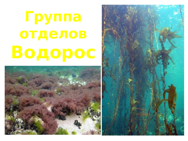 Группа отделов Водоросли  