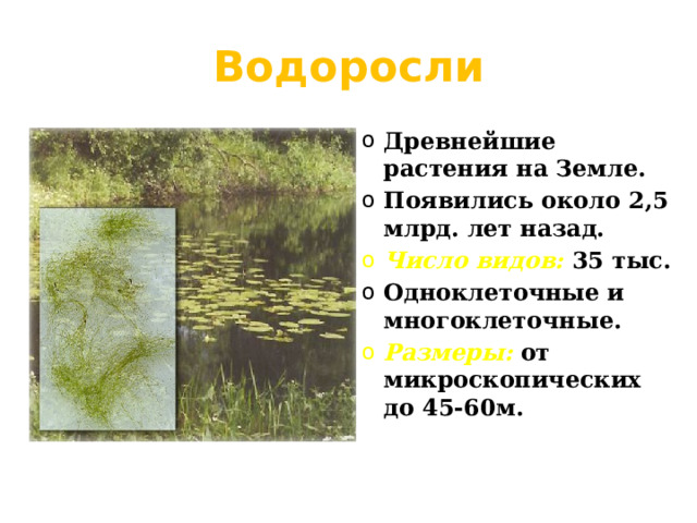 Водоросли Древнейшие растения на Земле. Появились около 2,5 млрд. лет назад. Число видов: 35 тыс. Одноклеточные и многоклеточные. Размеры: от микроскопических до 45-60м.   