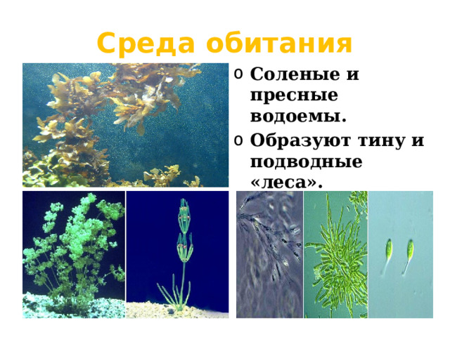 Среда обитания Соленые и пресные водоемы. Образуют тину и подводные «леса». 