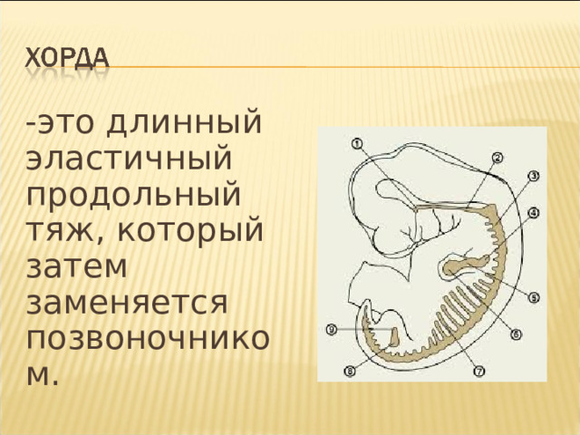 -это длинный эластичный продольный тяж, который затем заменяется позвоночником. 