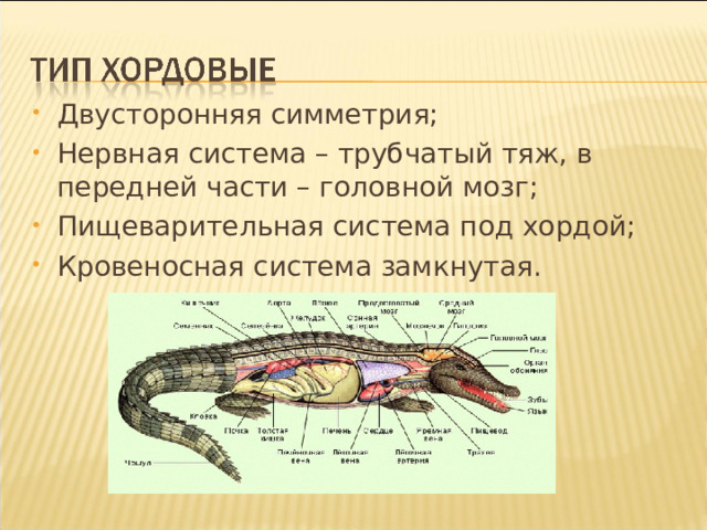 Двусторонняя симметрия; Нервная система – трубчатый тяж, в передней части – головной мозг; Пищеварительная система под хордой; Кровеносная система замкнутая. 