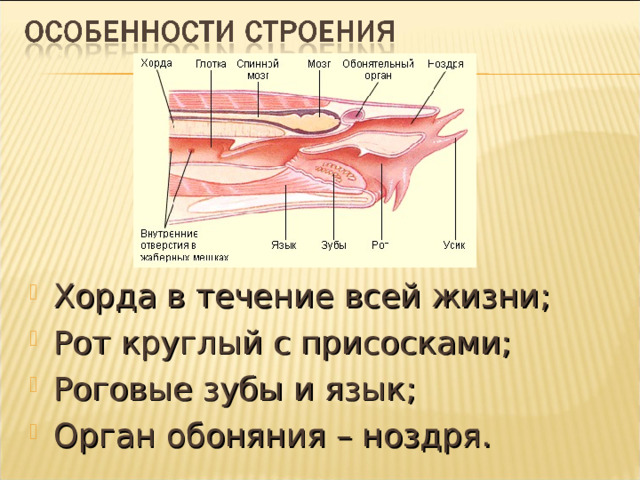 Хорда в течение всей жизни; Рот круглый с присосками; Роговые зубы и язык; Орган обоняния – ноздря. 