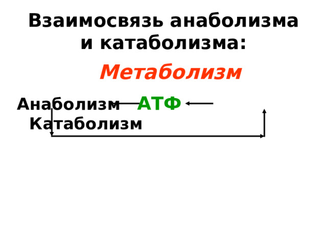 Взаимосвязь анаболизма и катаболизма: Метаболизм  Анаболизм Катаболизм АТФ 