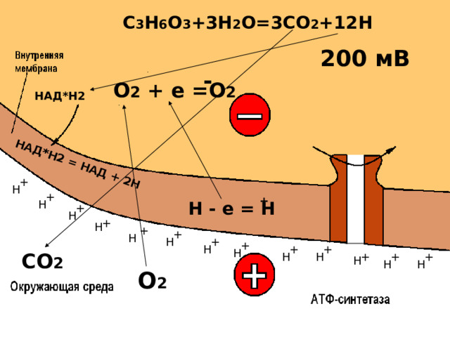 НАД*Н2 = НАД + 2Н C 3 H 6 O 3 +3H 2 O=3CO 2 +1 2 H 200 мВ - О 2 + е =О 2 НАД*Н2 + Н + + Н Н - е = Н     + Н + Н + + Н Н + + Н + + Н СО 2 Н Н + + + Н Н Н О 2 