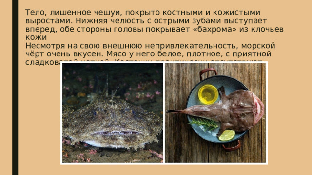 Тело, лишенное чешуи, покрыто костными и кожистыми выростами. Нижняя челюсть с острыми зубами выступает вперед, обе стороны головы покрывает «бахрома» из клочьев кожи  Несмотря на свою внешнюю непривлекательность, морской чёрт очень вкусен. Мясо у него белое, плотное, с приятной сладковатой ноткой. Косточки практически отсутствуют. 