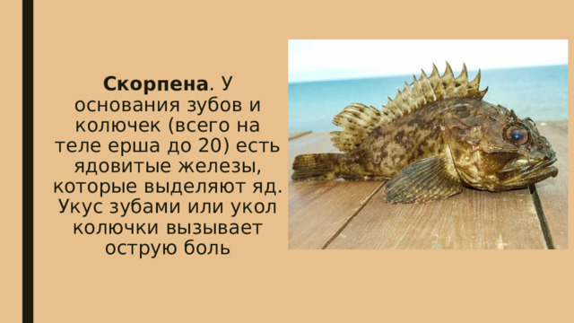 Скорпена . У основания зубов и колючек (всего на теле ерша до 20) есть ядовитые железы, которые выделяют яд. Укус зубами или укол колючки вызывает острую боль 