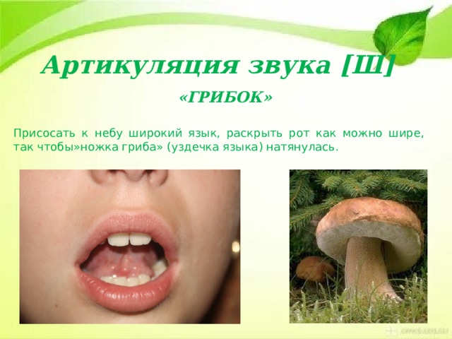 Артикуляция звука [Ш]  «ГРИБОК» Присосать к небу широкий язык, раскрыть рот как можно шире, так чтобы»ножка гриба» (уздечка языка) натянулась. 