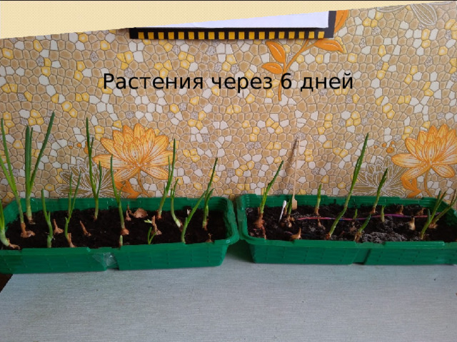 Растения через 6 дней 