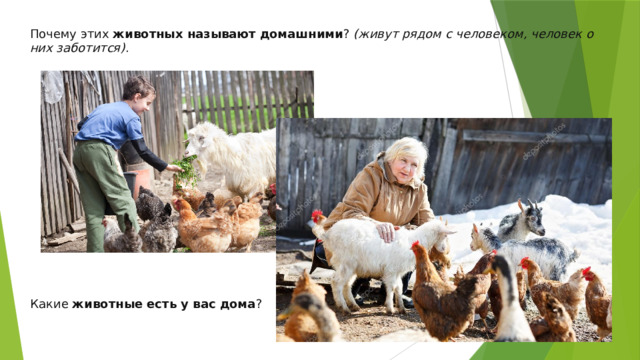 Почему этих  животных называют домашними ?  (живут рядом с человеком, человек о них заботится) . Какие  животные есть у вас дома ? 