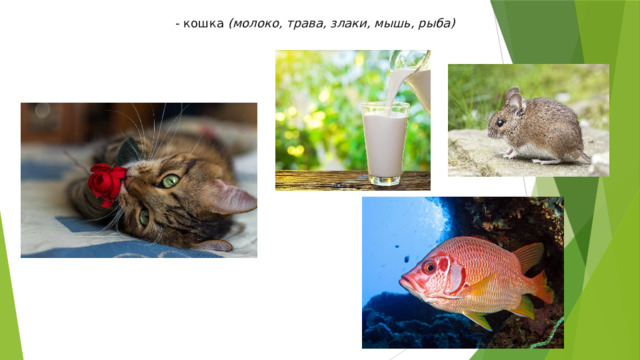 - кошка  (молоко, трава, злаки, мышь, рыба)   