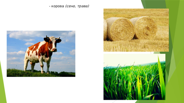 - корова  (сено, трава)   