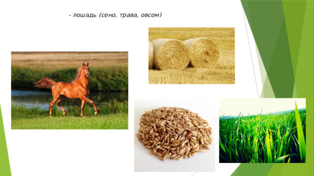 - лошадь  (сено, трава, овсом)   