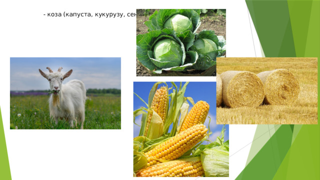 - коза (капуста, кукурузу, сено  