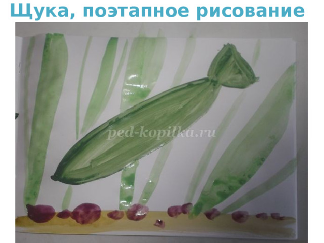 Щука, поэтапное рисование  