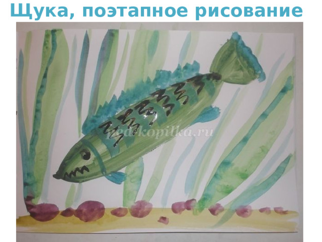 Щука, поэтапное рисование  