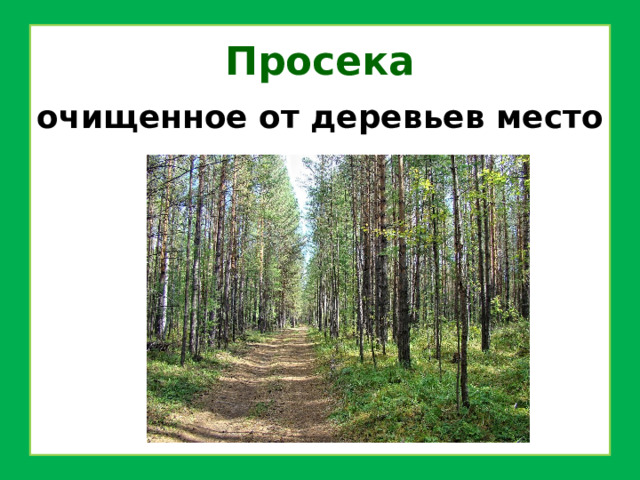 Просека очищенное от деревьев место 
