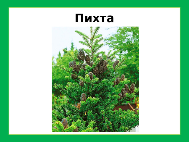 Пихта 