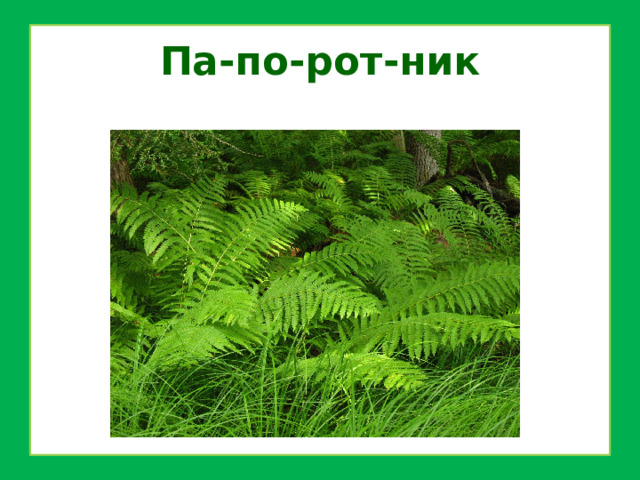 Па-по-рот-ник 