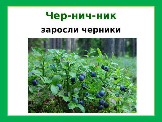Чер-нич-ник заросли черники 