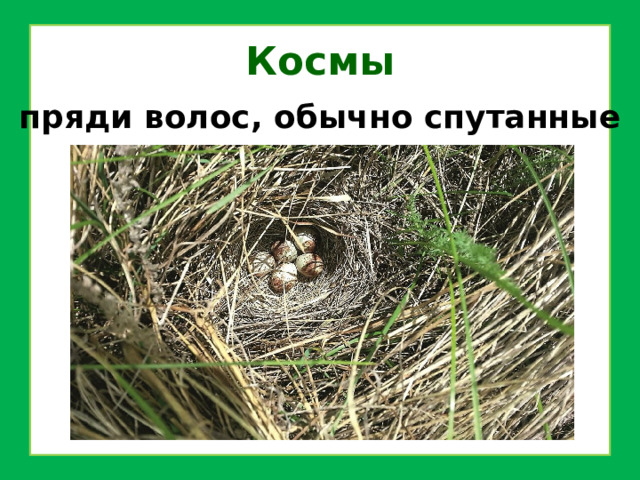 Космы пряди волос, обычно спутанные 
